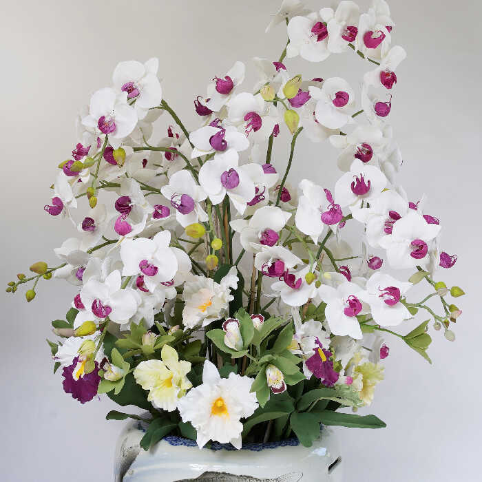 众籣绮丽 Magical Beauty of Orchids