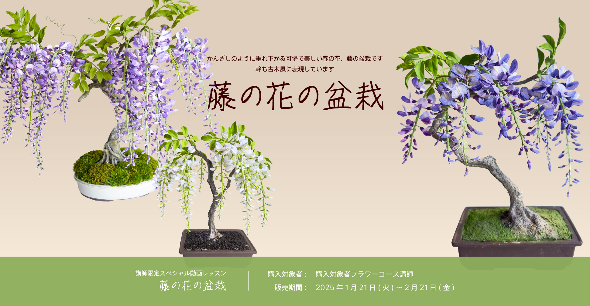 藤の花の盆栽