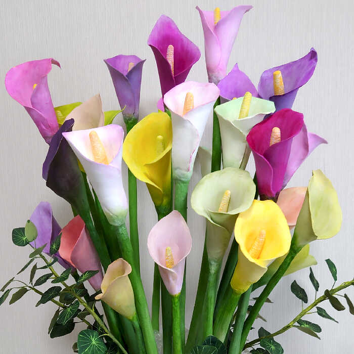 Colorful calla lily